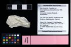 NHMW-GEO-2007z0149-0300_Ol_01.tifCracensigillatus acutirostrus (Moericke, 1889)  (NHMW-GEO-2007z0149-0300)